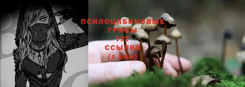 Псилоцибиновые грибы Psilocybine cubensis  Амурск 